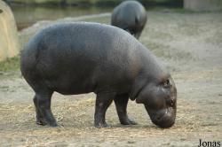 GaiaPark Kerkrade Zoo