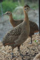 Rhynchotus rufescens