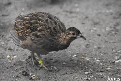 Nothurinae