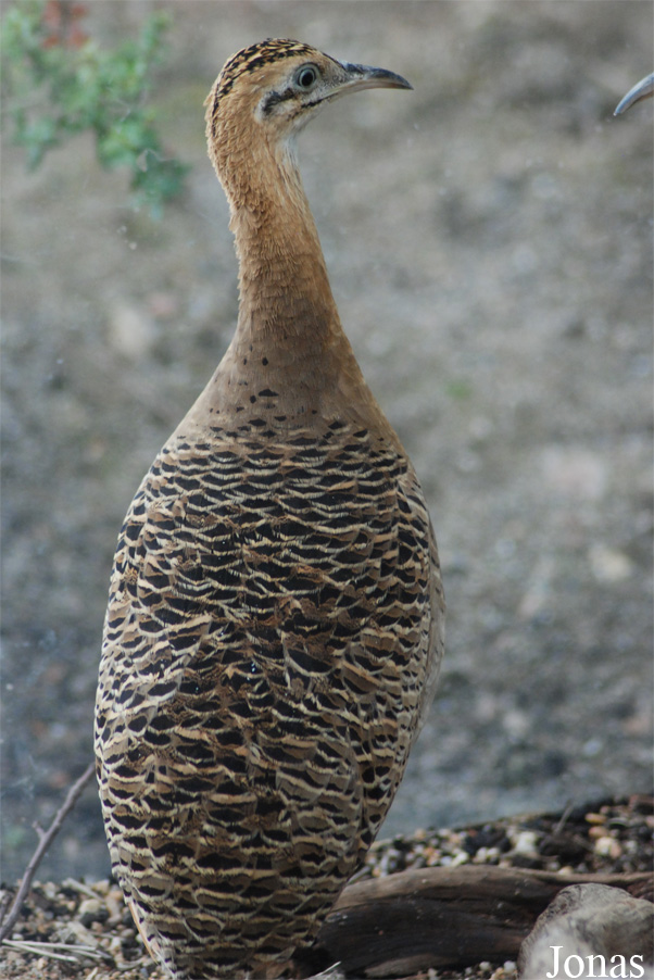 Zoologická a botanická zahrada města Plzně