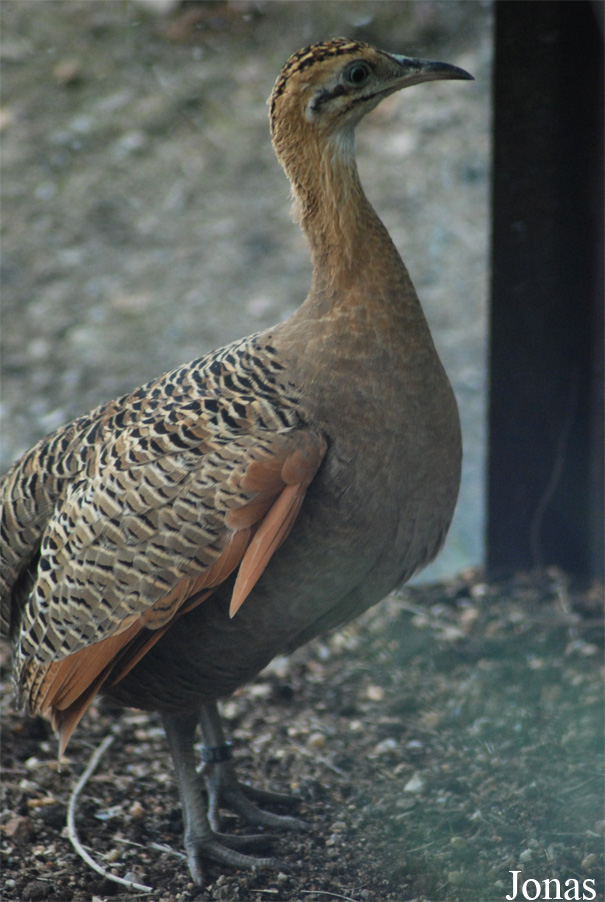 Zoologická a botanická zahrada města Plzně