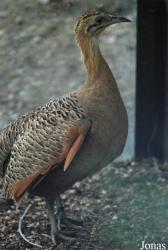 Zoologická a botanická zahrada města Plzně