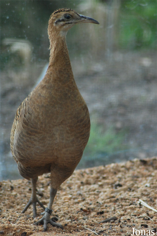 Zoologická a botanická zahrada města Plzně