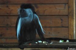 Zoologická a botanická zahrada města Plzně
