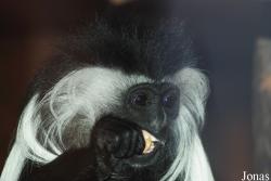 Zoologická a botanická zahrada města Plzně