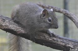 Sciurotamias davidianus