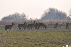 Landgoed Hoenderdaell