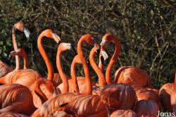 Vogelpark Avifauna