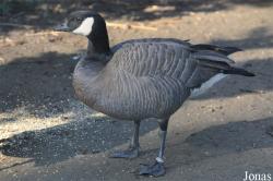 Vogelpark Avifauna