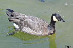 Branta hutchinsii minima
