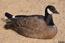 Branta hutchinsii