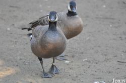 Vogelpark Avifauna