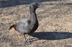 Vogelpark Avifauna