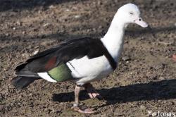Vogelpark Avifauna