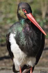 Vogelpark Avifauna