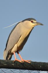 Vogelpark Avifauna