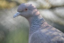Patagioenas picazuro