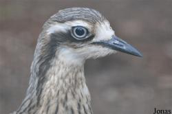 Vogelpark Avifauna