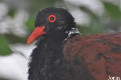Vogelpark Avifauna