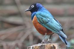 Vogelpark Avifauna