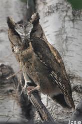 Vogelpark Avifauna