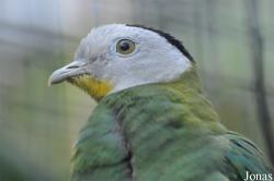Vogelpark Avifauna