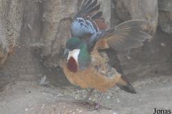 Vogelpark Avifauna