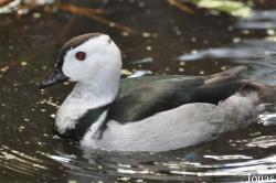 Vogelpark Avifauna