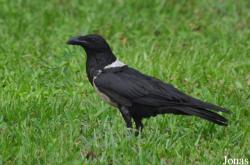 Corvus albus