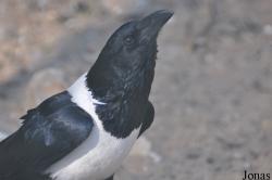 Vogelpark Avifauna