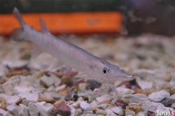 Ctenoluciidae