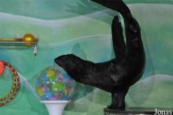 Dubai Dolphinarium