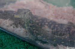 Varanus sp.