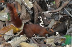Callosciurus finlaysonii