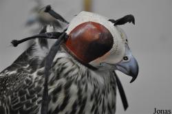 Birds & Animals Market