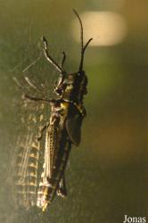 Insectopia