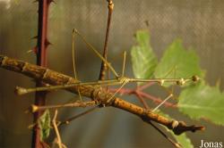 Insectopia