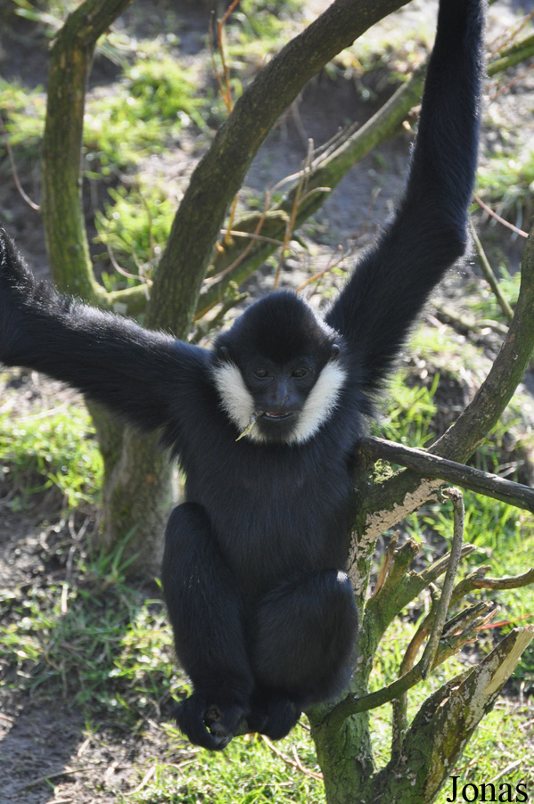 Zoo Parc Overloon