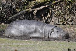 Zoo Parc Overloon