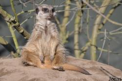 Zoo Parc Overloon