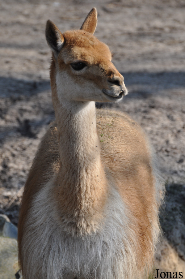 Zoo Parc Overloon