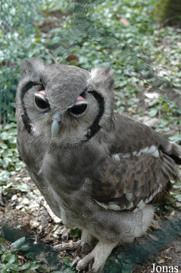 Uilen- en Dierenpark De Paay
