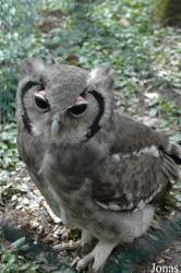 Uilen- en Dierenpark De Paay