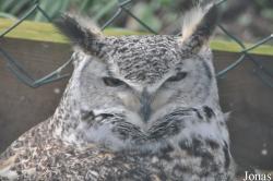 Uilen- en Dierenpark De Paay