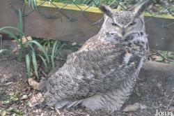 Uilen- en Dierenpark De Paay