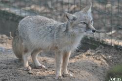 Uilen- en Dierenpark De Paay