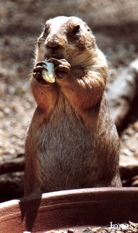 Zoo d'Amnéville