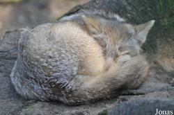 Uilen- en Dierenpark De Paay