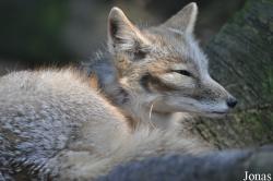 Uilen- en Dierenpark De Paay
