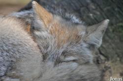 Uilen- en Dierenpark De Paay